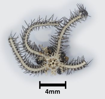 Media type: image;   Invertebrate Zoology OPH-3988 Description: Bottom up view of single ophiuroid specimen with a scale bar.;  Aspect: ventral